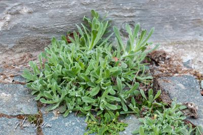 Bleekgele droogbloem (Gnaphalium luteo-album)