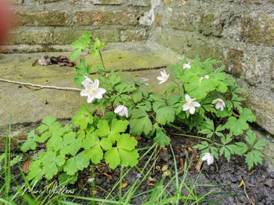 Bosanemoon (Anemone nemorosa)