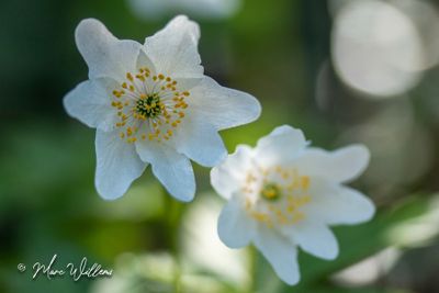 Bosanemoon (Anemone nemorosa)