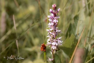 Bosorchis - Gevlekte orchis