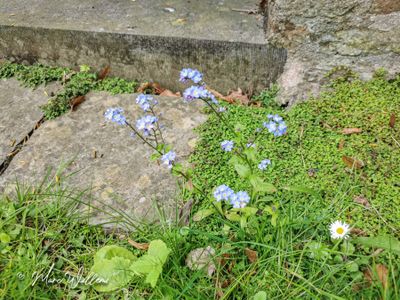 Bosvergeet-mij-nietje (Myosotis sylvatica)