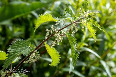 Brandnetel (Urtica)