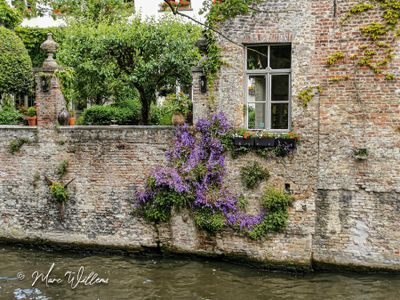 Campanula (Vermoedelijk kruipklokje)