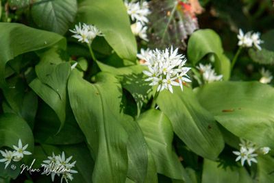 Daslook (Allium ursinum)