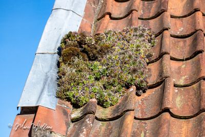 Donderblad (Sempervivum tectorum)