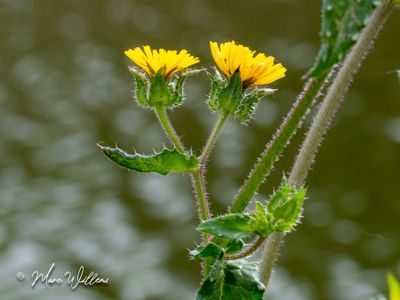 Dubbelkelk (Picris echioides)