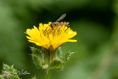 Dubbelkelk (Picris echioides)