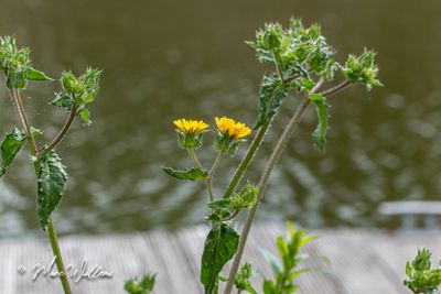 Dubbelkelk (Picris echioides)