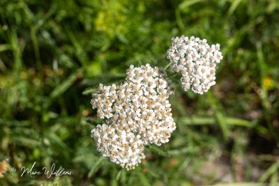 Duizendblad (Achillea millefolium)