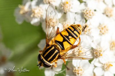 Duizendblad (Achillea millefolium)