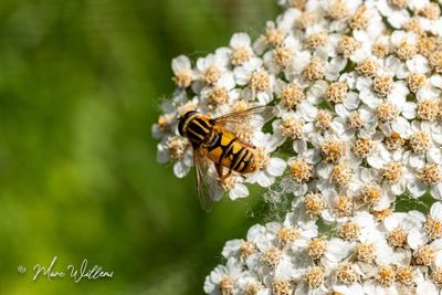 Duizendblad (Achillea millefolium)