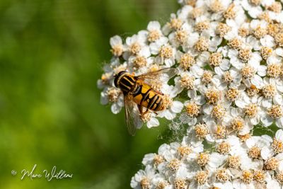 Duizendblad - Achillea millefolium-1-4.jpg