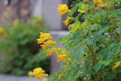 Gele helmbloem (Pseudofumaria lutea, synoniem: Corydalis lutea)
