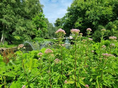 Koninginnekruid of leverkruid (Eupatorium cannabinum)