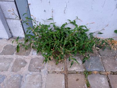 Perzikkruid (Persicaria maculosa, synoniem: Polygonum persicaria)