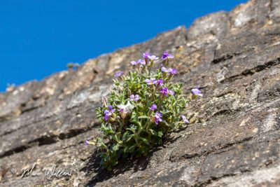 Kleine aubrieta (Aubrieta columnae Guss)