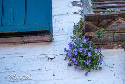 Kleine aubrieta (Aubrieta columnae Guss)