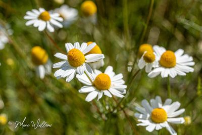 Echte kamille (Matricaria chamomilla)