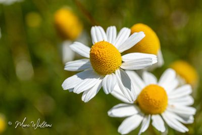 Echte kamille (Matricaria chamomilla)