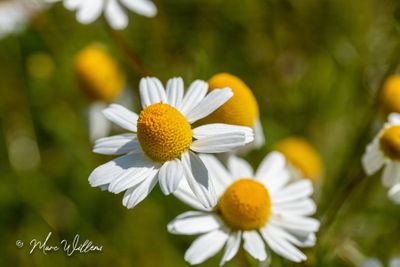 Echte kamille (Matricaria chamomilla)