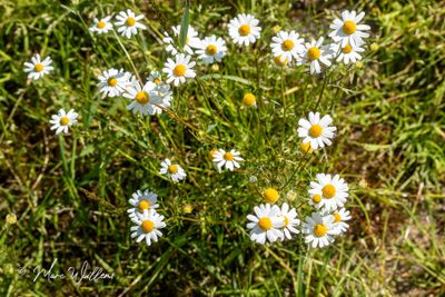 Echte kamille (Matricaria chamomilla)