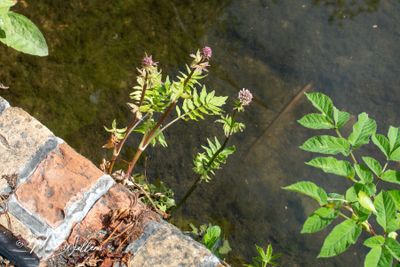 Echte valeriaan (Valeriana officinalis)