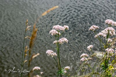 Echte valeriaan (Valeriana officinalis)