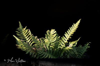 Eikvaren spec. (Polypodium)