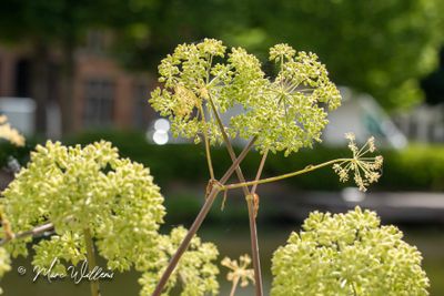 Engelwortel (Angelica Archangelica)