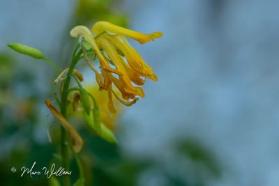 Gele helmbloem (Pseudofumaria lutea)