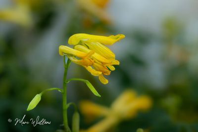 Gele helmbloem (Pseudofumaria lutea)