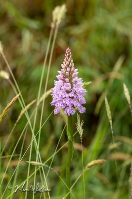 Gevlekte orchis (Dactylorhiza maculata)