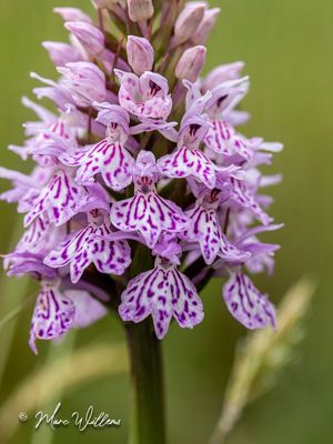 Gevlekte orchis (Dactylorhiza maculata)