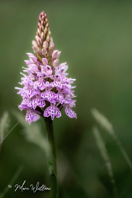 Gevlekte orchis (Dactylorhiza maculata)