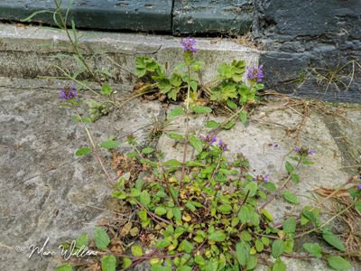Gewone brunel (Prunella vulgaris)