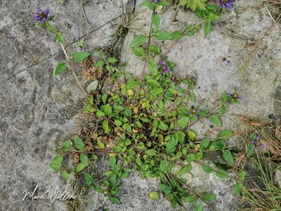 Gewone brunel (Prunella vulgaris)