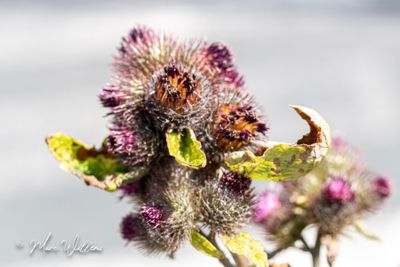 Gewone klit (Arctium minus)