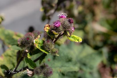 Gewone klit (Arctium minus)