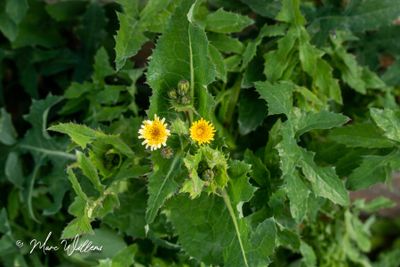 Gewone melkdistel (Sonchus oleraceus)
