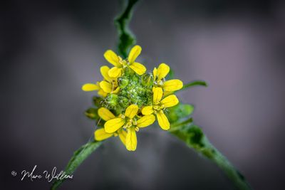 Gewone raket (Sisymbrium officinale)