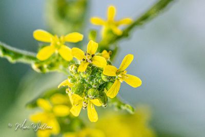 Gewone raket (Sisymbrium officinale)