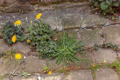 Gewoon biggenkruid (Hypochaeris radicata)