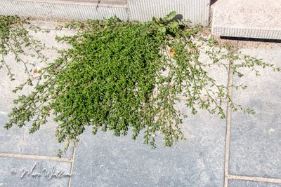 Gewoon varkensgras (Polygonum aviculare)
