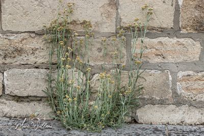 Bleekgele droogbloem (Gnaphalium luteoalbum L.)