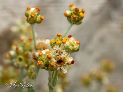 Bleekgele droogbloem (Gnaphalium luteoalbum L.) - Bloei