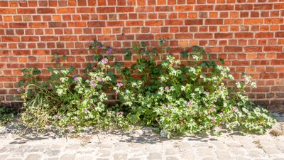 Groot kaasjeskruid (Malva sylvestris)