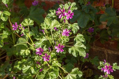 Groot kaasjeskruid (Malva sylvestris)