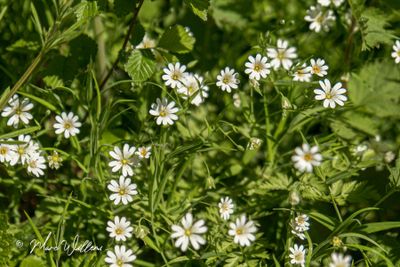 Grote muur (Stellaria holostea)