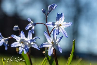 Grote sneeuwroem (Scilla forbesii)