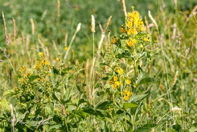 Grote wederik (Lysimachia vulgaris)